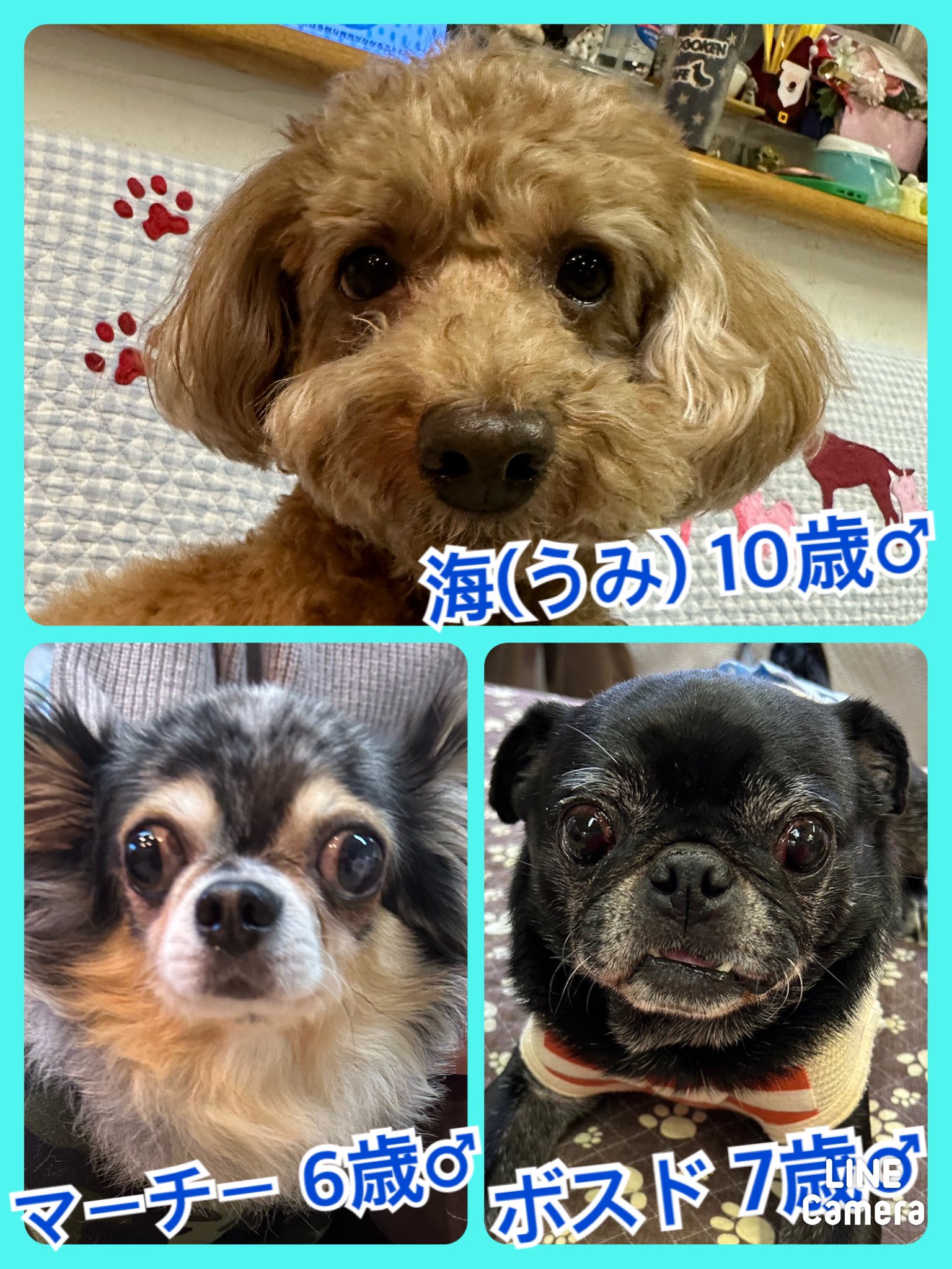 🐾今日の里親様募集中ワンコ🐶メンバーです🐾2023,12,18【保護犬カフェ天神橋店】